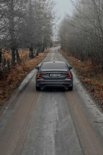 During the day, the black car from tree to tree road
